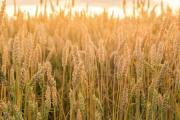 Unripe wheat on a field backlit, top view close-up