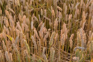 Unripe wheat on a field, top view close-up
