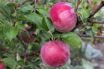 Red apples covered with dew on branch in an orchard