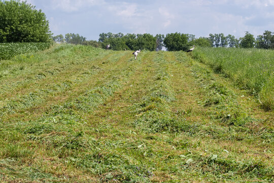 Partly mown alfalfa field with windrows and storks between them