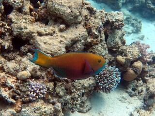red sea fish and coral reef in blue hole dive spot in the red sea