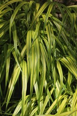 Grasses in the garden