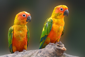 Sun Conure parrot bird