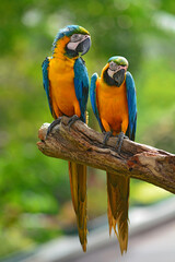 blue macaw parrots