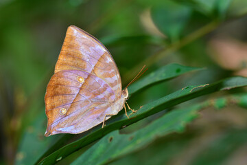  brown butterfly