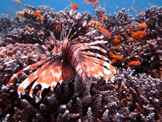 lion fish of the red sea 
