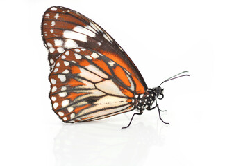 Fototapeta na wymiar monarch butterfly isolated on white background.