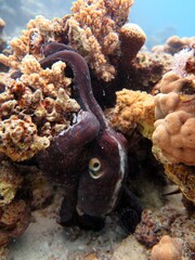 Huge octopus hiding under corals then swim away in the sea