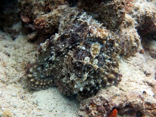 Naklejka na ściany i meble Huge octopus hiding under corals then swim away in the sea