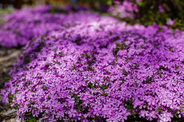 Obraz premium Blooming purple, pink, white Phlox subulate in landscape design. Decorative ground cover plant Phlox subulate in the garden. The concept of gardening
