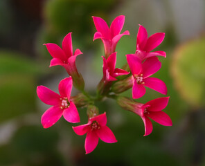 Red succulent flowers with succulent leaves (Kalanchoe sp., Crassulaceae)