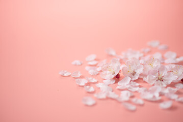 ピンクの背景と桜の花
