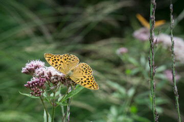  Sunbathing Butterfly