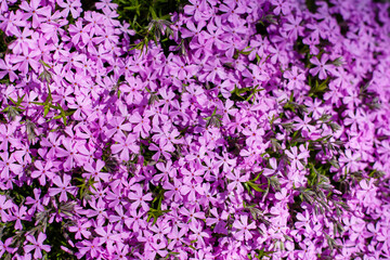 Obraz premium Blooming purple, pink, white Phlox subulate in landscape design. Decorative ground cover plant Phlox subulate in the garden