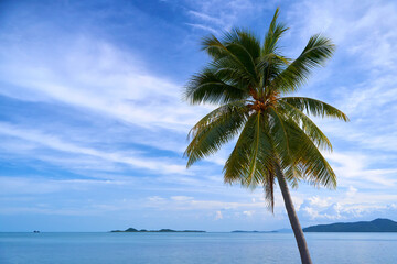 A palm tree on a deserted sandy beach in Thailand overlooking the sea. Vacation season