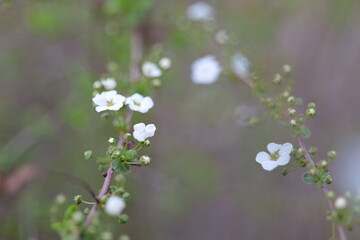 flower, 봄, 네이처, 블로섬, 나무, 식물, 뜰, flower, 백, 개화, 여름, 미, 매크로, 가지, 개화, 나뭇잎, 분홍, 근접, 버찌, 계절, blue, 식물, 근접, beautiful