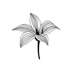 Lily flowers coloring books Make Line art, hand-drawn illustrations.Perfect for creating coloring pages, coloring books, enchanting holiday invitations, and other creative projects.