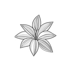 Lily flowers coloring books Make Line art, hand-drawn illustrations.Perfect for creating coloring pages, coloring books, enchanting holiday invitations, and other creative projects.
