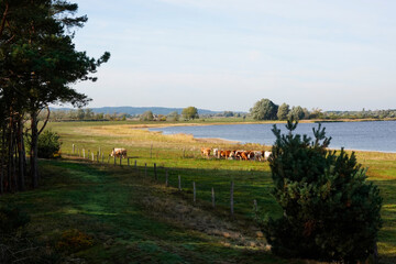 Herbst am Gülper See	
