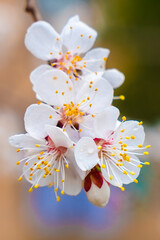 White cherry blossoms in spring. Selective focus