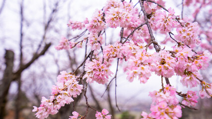 pink cherry blossom