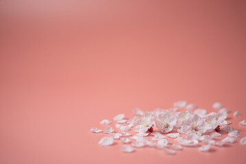 Obraz premium ピンクの背景と桜の花
