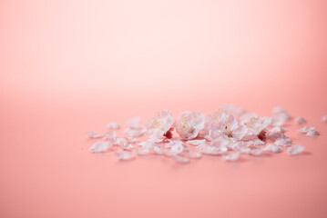 ピンクの背景と桜の花