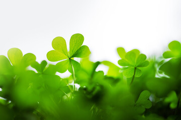 Young fresh green clover leaves closeup. Nature background