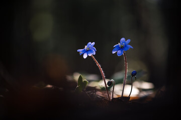 Violet blue flowers in dark forest. First wildflowers on spring time. Natural background