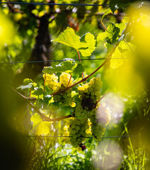 vinestock with grapevines in the summer sun at bodensee
