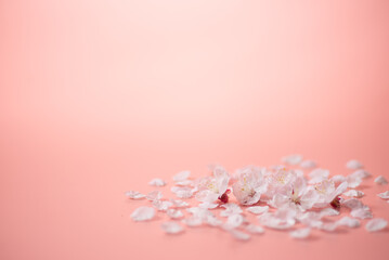 ピンクの背景と桜の花