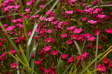 Arends' saxifrage ( lat. Saxifraga arendsii) is a perennial evergreen herbaceous plant