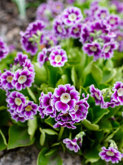 Primrose ear-shaped, or Primrose ear, or Primula ear ( lat. Primula auricula , from lat.auricula- earlobe) in spring garden
