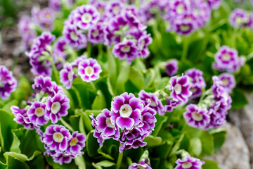 Primrose ear-shaped, or Primrose ear, or Primula ear ( lat. Primula auricula , from lat.auricula- earlobe) in spring garden