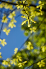 Young oak leaves bloom on a branch against a clear blue spring sky. Vertical frame, smartphone