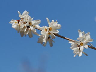 青空にシロレンギョの花