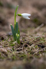 White snowdrop on a blurred background of dry grass