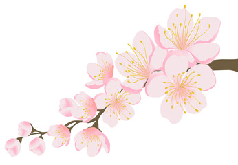 Vector of pink cherry blossom for card design 