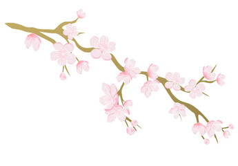Obraz na płótnie Canvas Pink cherry blossom branch vector