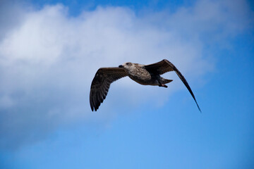 seagull in flight