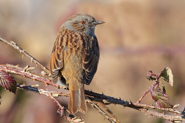 Dunnock perched on bramble. Taken at RSPB Middleton Lakes Tamworth England UK