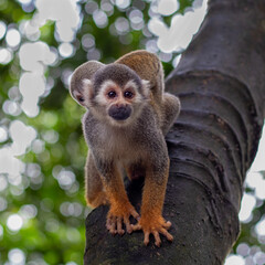 japanese macaque in the zoo