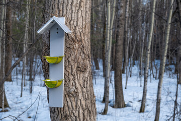 Bird feeder on a tree in the forest.