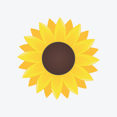 detailed illustration of sunflower isolated on white flower illustration 