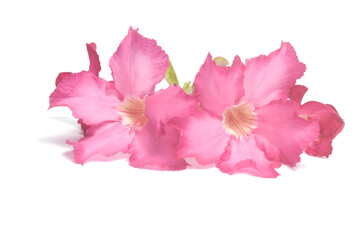 Naklejka premium pink flower isolated on white background