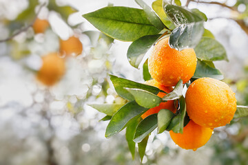 orange tree branch with green leaves with water drops after rain