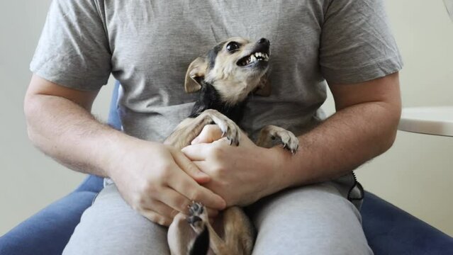 a small dog grins at the owner, small pet bites, dangerous toy terrier