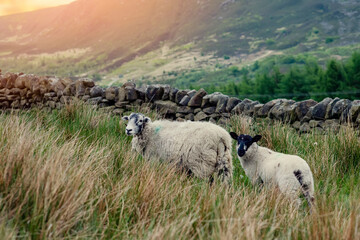 Fototapeta premium The grazing big sheep on the meadow in Peak District