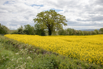 Obraz premium Old oak tree in a field of Canola crops.