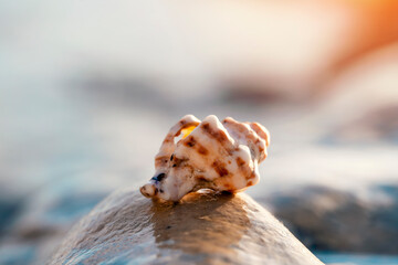 Big seashell on the sand on the beach in the back-light of sunset, background, close up